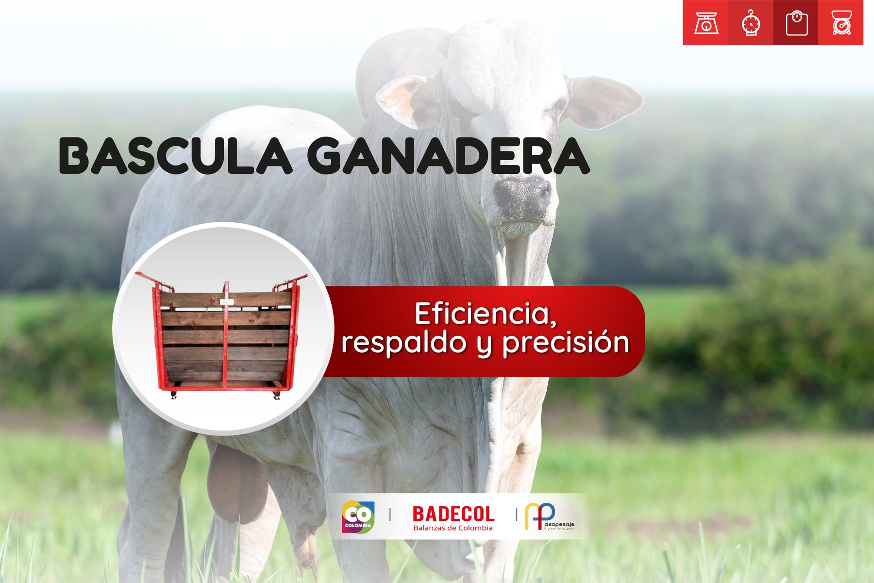 La Importancia del Pesaje Preciso en la Ganadería: Optimizando tu Producción con Datos Confiables